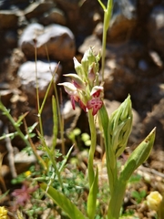 Anacamptis coriophora fragrans