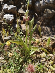Anacamptis coriophora fragrans