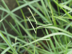 Paspalum orbiculare