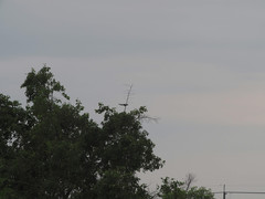 Dendrocitta formosae formosae