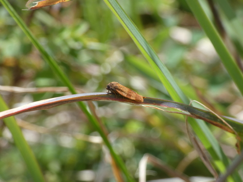Cacoecimorpha pronubana