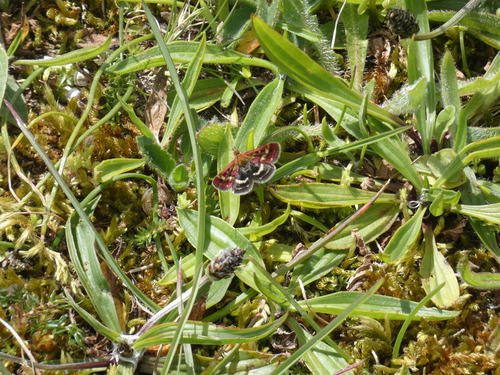 Pyrausta purpuralis