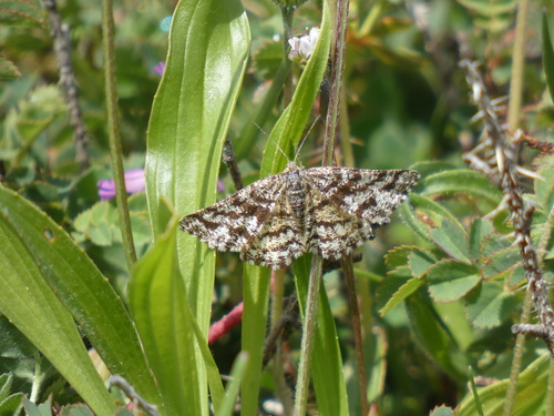 Ematurga atomaria