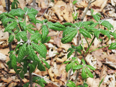 Eleutherococcus sessiliflorus