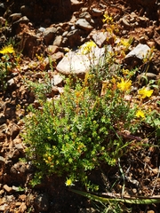 Hypericum empetrifolium