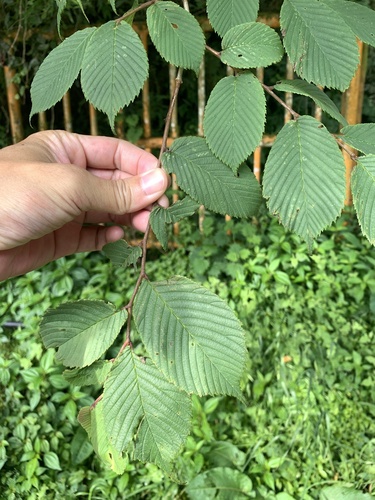 Ulmus uyematsui, photograph 3