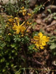 Hypericum empetrifolium