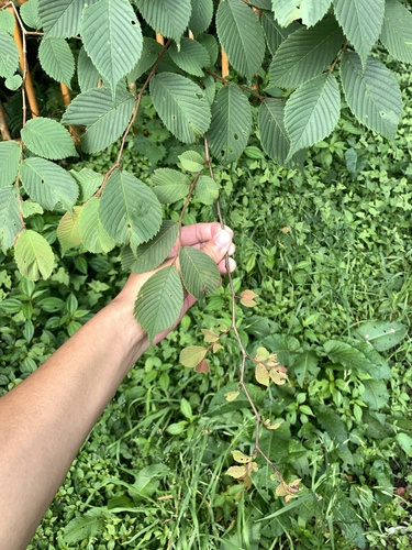 Ulmus uyematsui, photograph 4