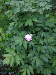 Paeonia × suffruticosa