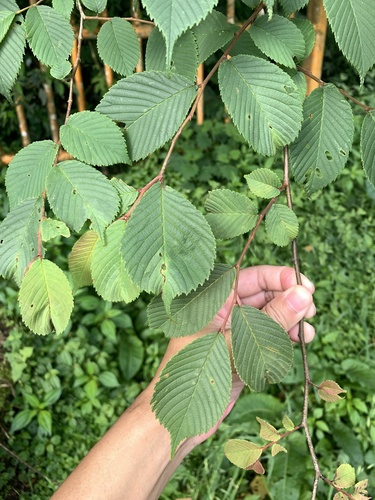 Ulmus uyematsui, photograph 5