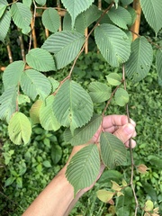 Ulmus uyematsui, photograph (c) 呂一起(Lyu yi-chi), some rights reserved (CC BY)