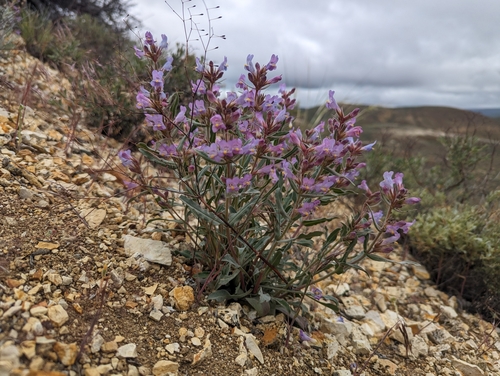 Malheur penstemon (Penstemon miser)
