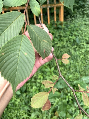 Ulmus uyematsui, photograph 6