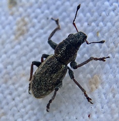 Andrion regensteinense