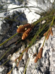 Nevillea obtusissima