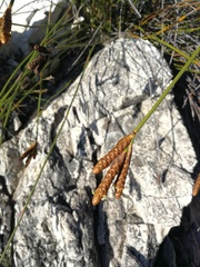 Nevillea obtusissima