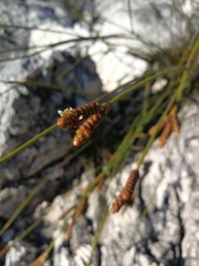 Nevillea obtusissima