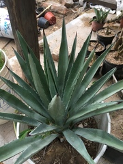 Agave