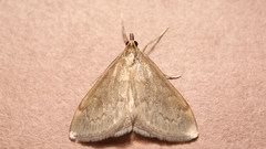Anania fuscalis