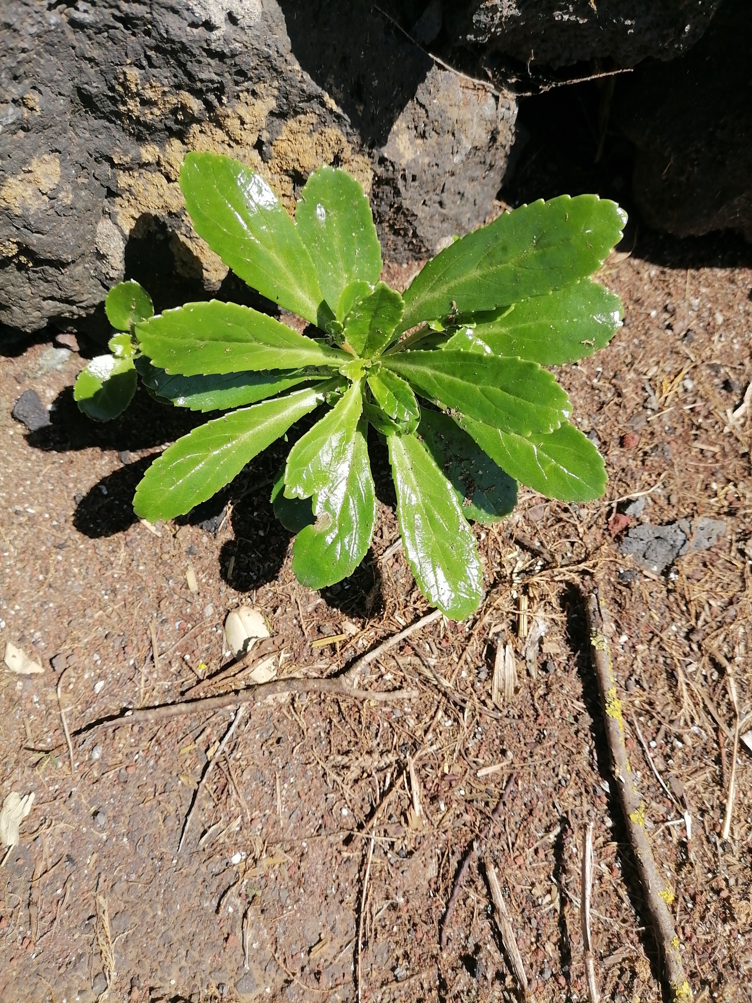 Imagem de Campanulácea-dos-Açores