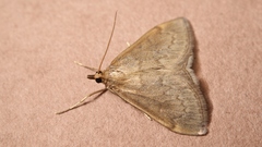 Anania fuscalis