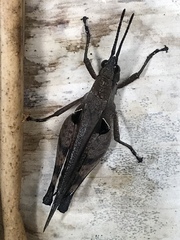 Xiphiola cyanoptera