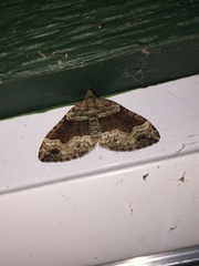 Xanthorhoe defensaria