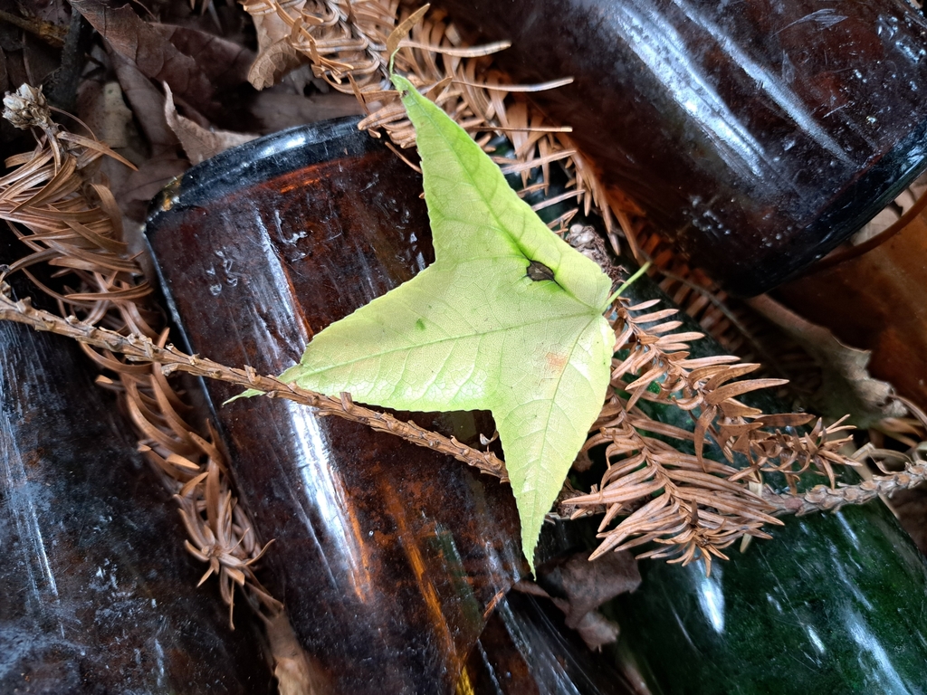 Bạch giao – Liquidambar formosana