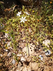 Ornithogalum
