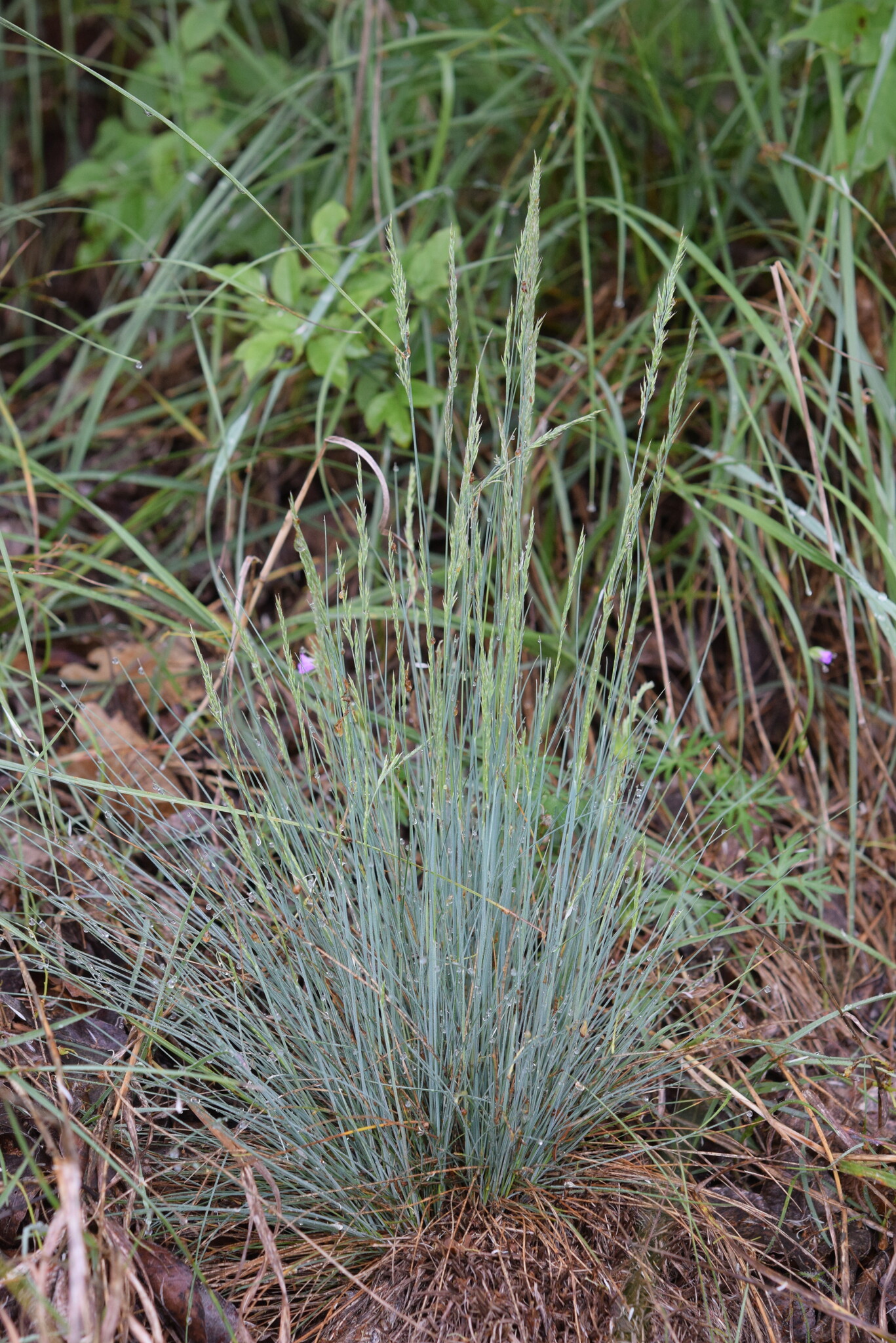 Festuca valesiaca
