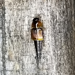 Tachyporus jocosus