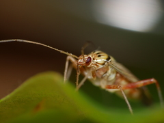 Rhabdomiris striatellus