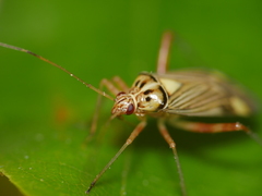 Rhabdomiris striatellus