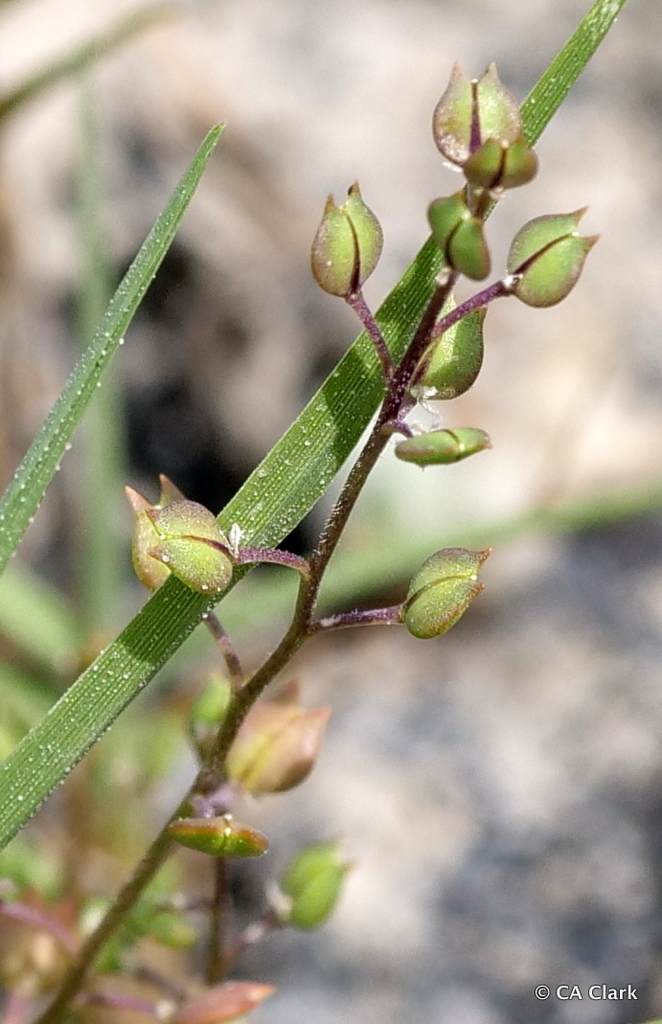 Sharp-pod Pepper-grass