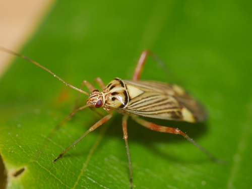 Striped Oak Bug photo 3