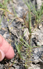 Lepidium oxycarpum