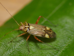 Rhabdomiris striatellus