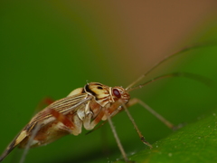 Rhabdomiris striatellus