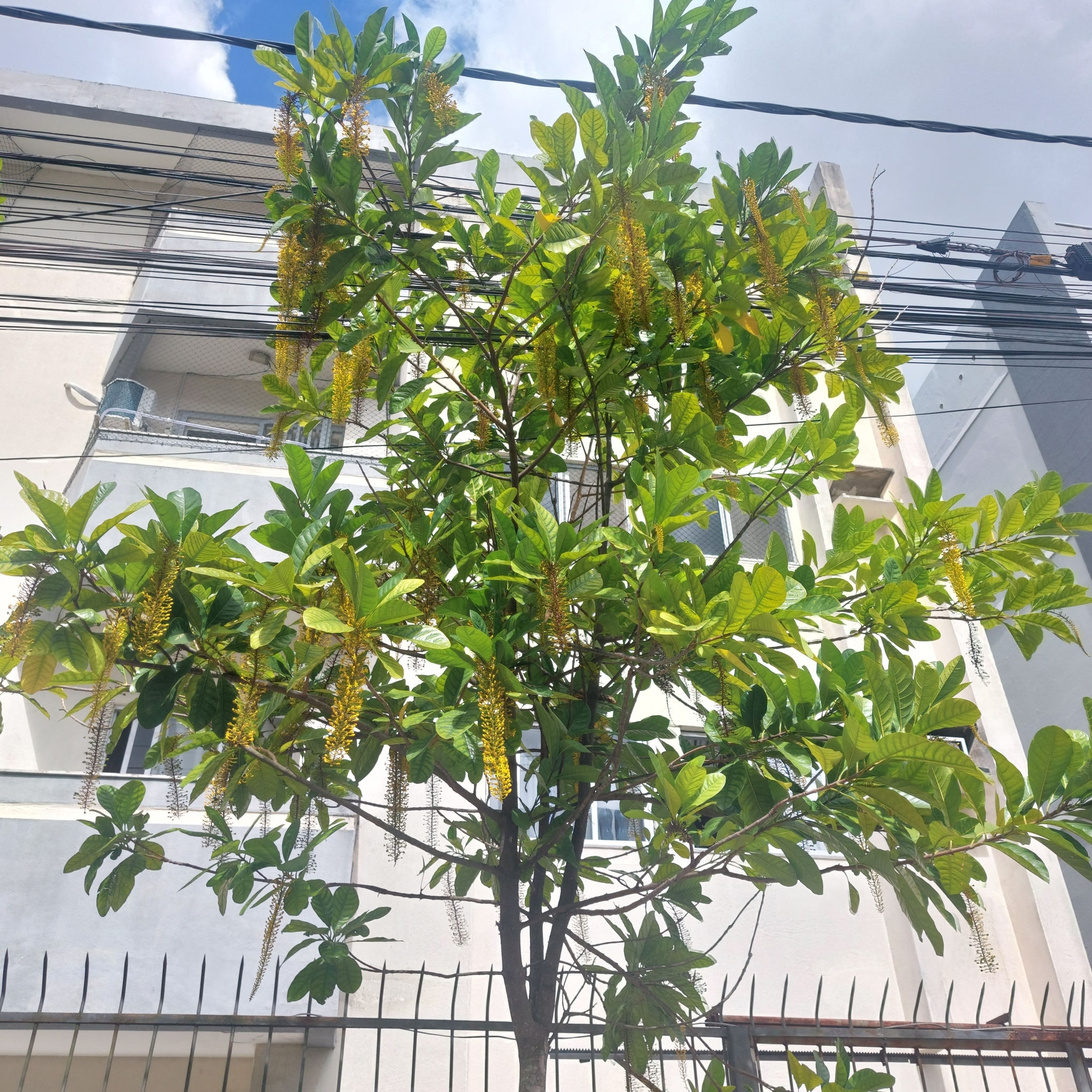 Imagem de Lofantera