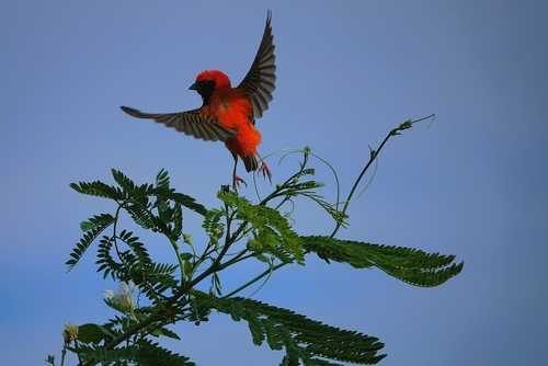 Zanzibar Red Bishop (Euplectes nigroventris), photo 1