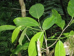 Medusanthera samoensis