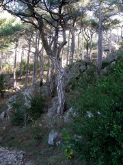 Pinus nigra salzmannii