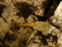 Heleophryne purcelli