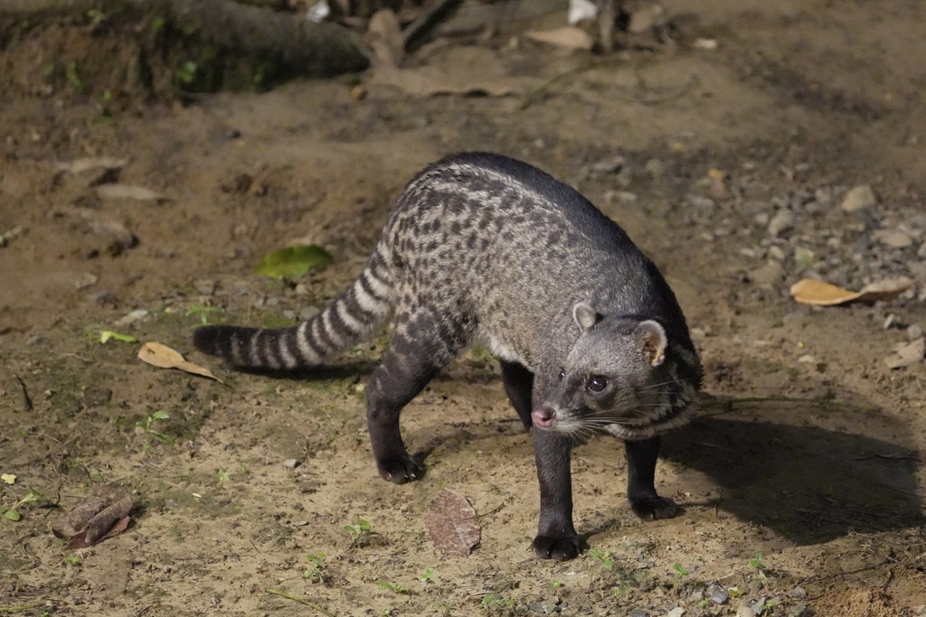 Malay Civet from 婆罗洲, 山打根, 沙巴, MY on May 3, 2024 at 07:05 PM by ritaya ...