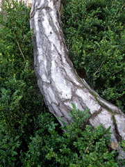 Pinus nigra salzmannii