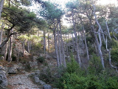 Pinus nigra salzmannii