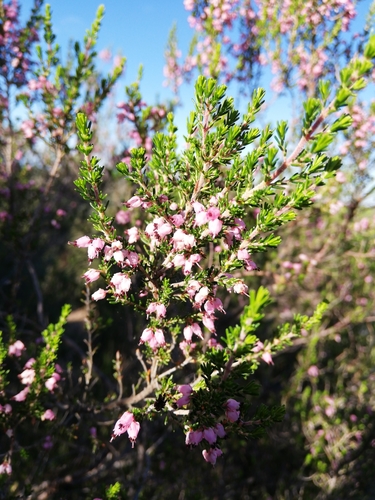 Image of Erica simulans by (c) Christiaan Viljoen, some rights reserved (CC BY)