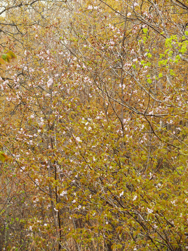 Prunus sargentii