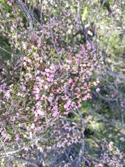Erica simulans