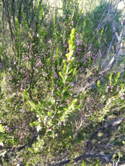 Erica simulans